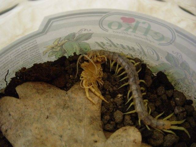 scolopendra-ex.jpg