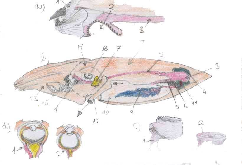 Anatomie hlavonožce