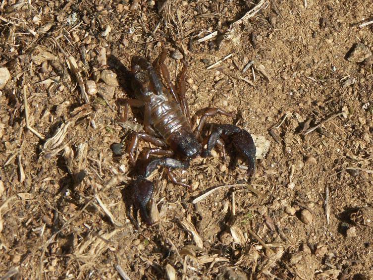 Euscorpius sp., dospělá samice