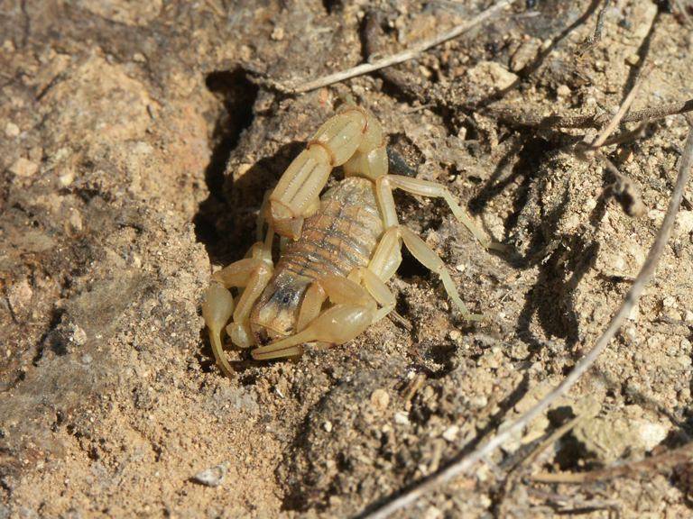 Buthus occitanus