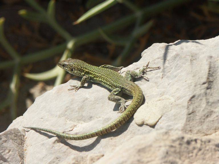 Ještěrka Podarcis sp.