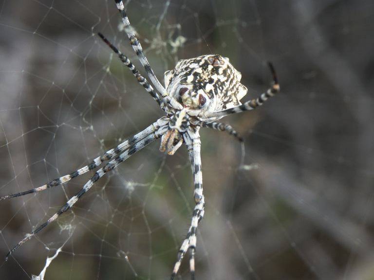 Argiope lobata