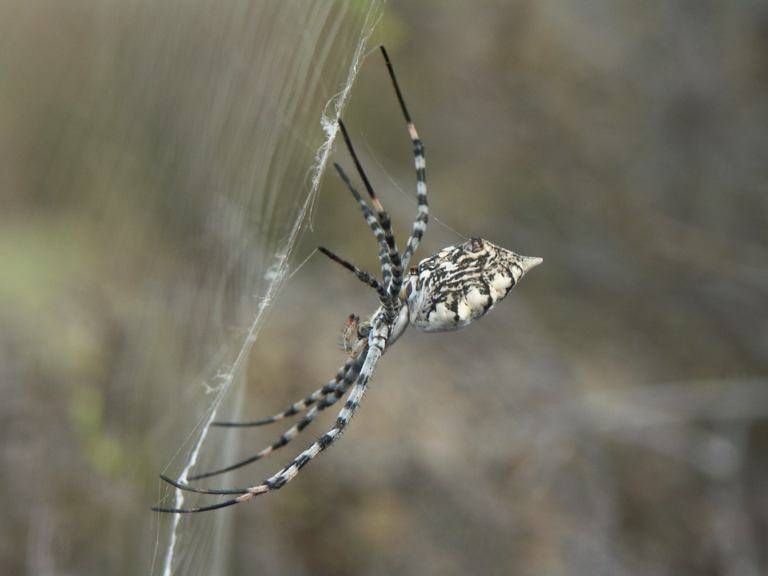 Argiope lobata