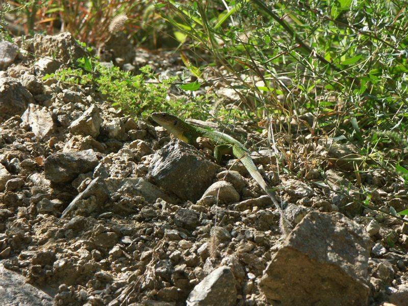 Velký samec ještěrky zelené