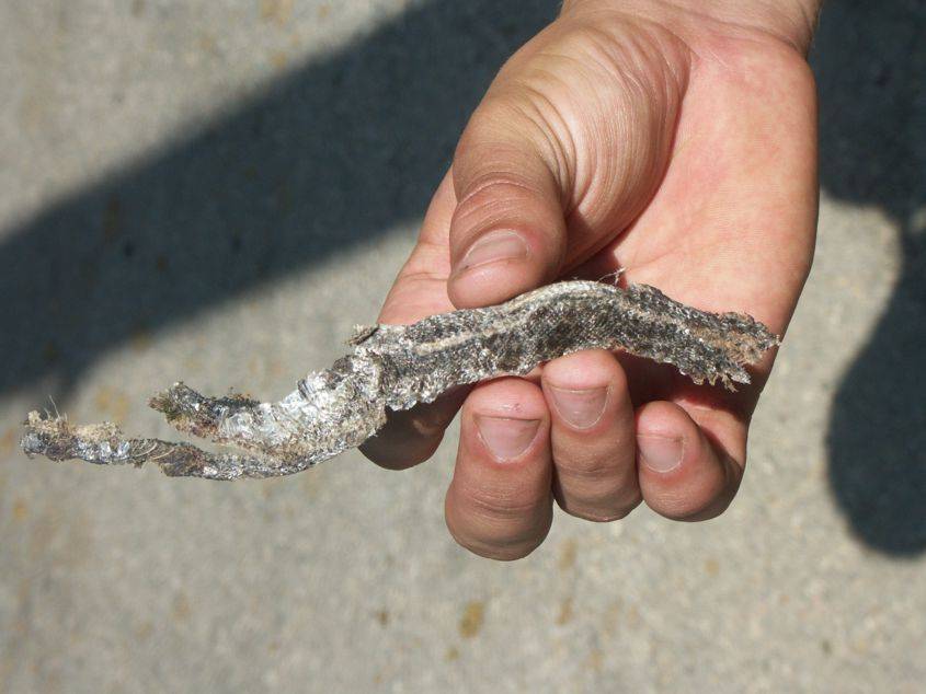 Pozůstatky užovky stromové