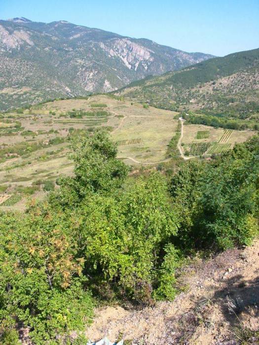 Vinice pod Starou Kresnou