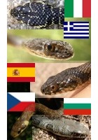 Hadi Evropy podle států