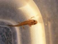 Larva mloka sardinského