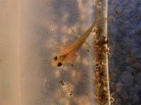 Larva mloka sardinského