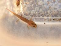 Larva mloka sardinského