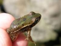 Mladý skokan Bergerův