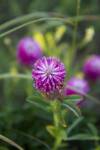 Efektní jetel prostřední (Trifolium medium)