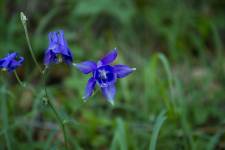 Orlíček Aquilegia sp.