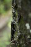Mlok černý (Salamandra atra)