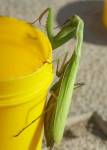 Zelená samice kudlanky nábožné (Mantis religiosa)