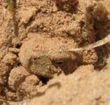 Ropucha zahrabaná v písku