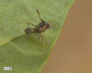 Samec "mravenčí" skákavky rodu Leptorchestes