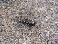 Mravenci kolem mrtvé ještěrky