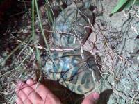Želvy ukryté pod kamenem