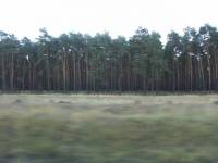 Lesy mezi Břeclaví a Hodonínem