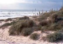 Písečné duny u Guardamar del Segura
