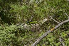 Modré hrdlo statného samce ještěrky zelené (Lacerta viridis) se neztratí ani v trávě