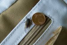 Miniaturní cikáda a ukázka praktického využití jinak naprosto nepoužitelné mince