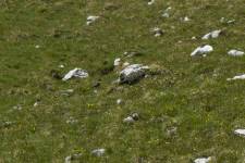 Se svou bílou náprsenkou byl kos horský (Turdus torquatus) nezaměnitelný i na dálku
